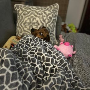 Meet your Posher, Lori